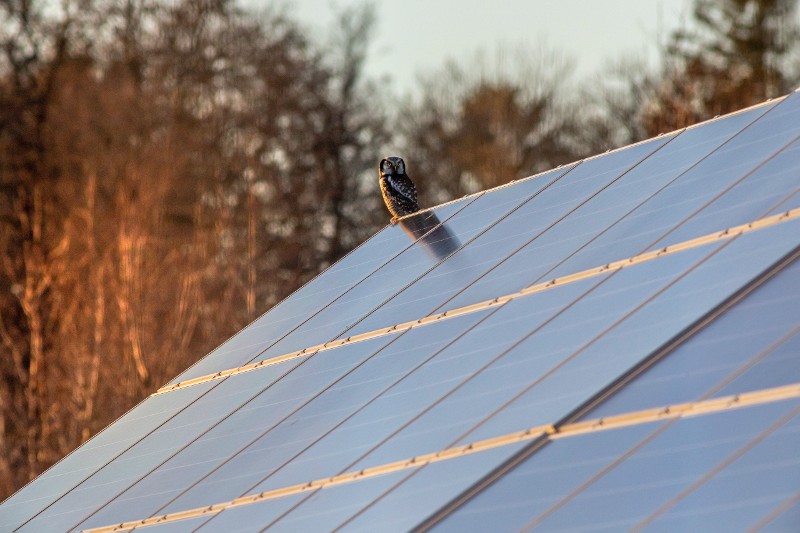 Do solar panels attract birds